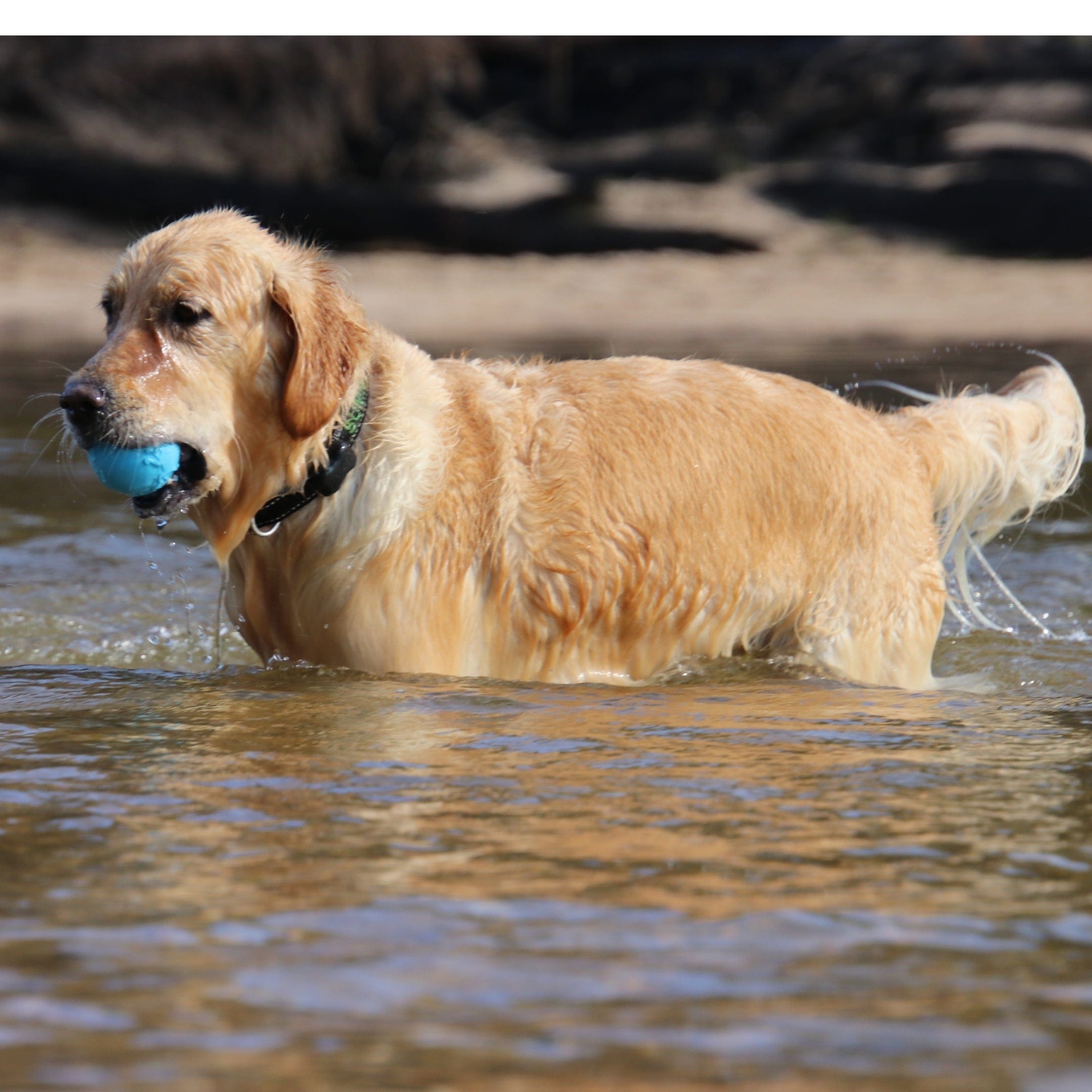 W-A-G Ball-Unclassified-Rover Pet Products