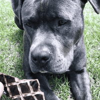 What's Your Beef? - Beef Liver-Dog Treat-Rover Pet Products