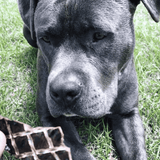 What's Your Beef? - Beef Liver-Dog Treat-Rover Pet Products