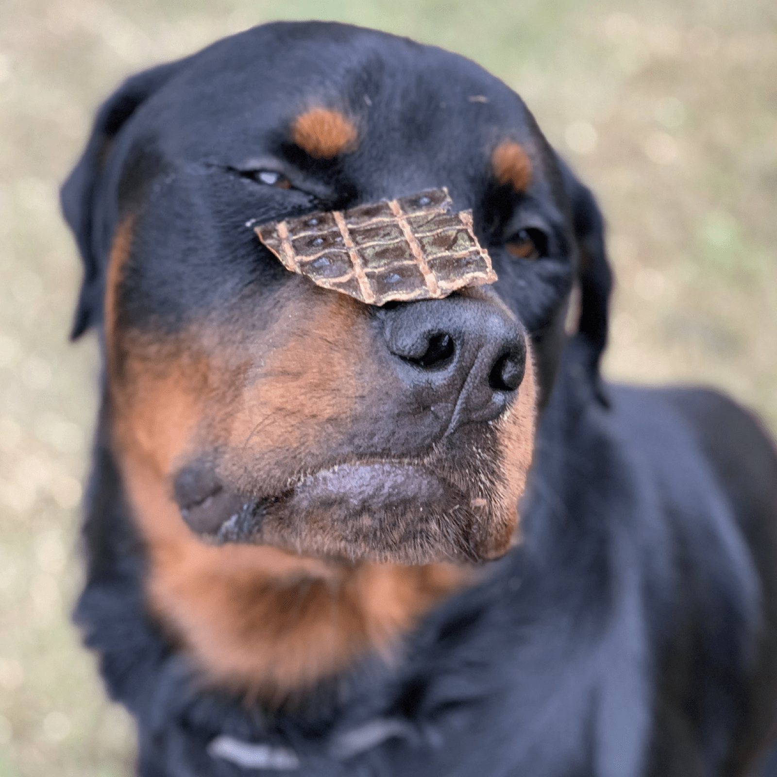 What's Your Beef? - Beef Liver-Dog Treat-Rover Pet Products