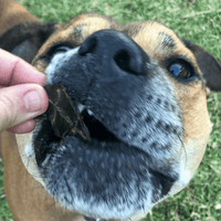 What's Your Beef? - Beef Liver-Dog Treat-Rover Pet Products