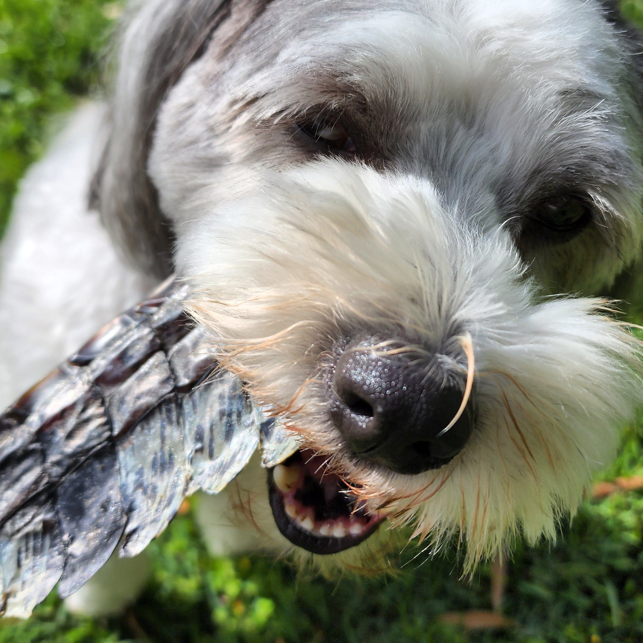 YOU CROC MY WORLD-Dog Treat-Rover Pet Products